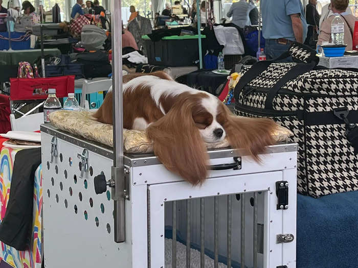 After my visit to the action-packed grooming tent, I needed a nap, like this adorable cavalier King Charles spaniel.