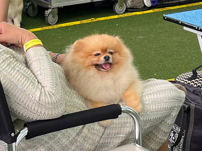 This Pomeranian was giving everyone a huge grin.