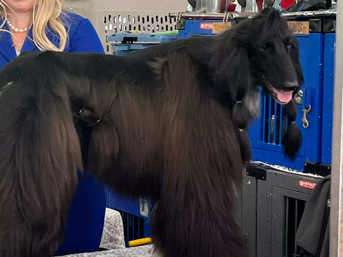 This Afghan hound gave me a smile while getting its fur brushed.