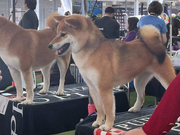 In the grooming tent, I spotted a shiba inu smiling at its groomer.