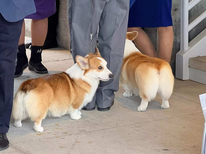 I discovered it was actually time for the corgi round of the competition — heaven for any corgi lover.