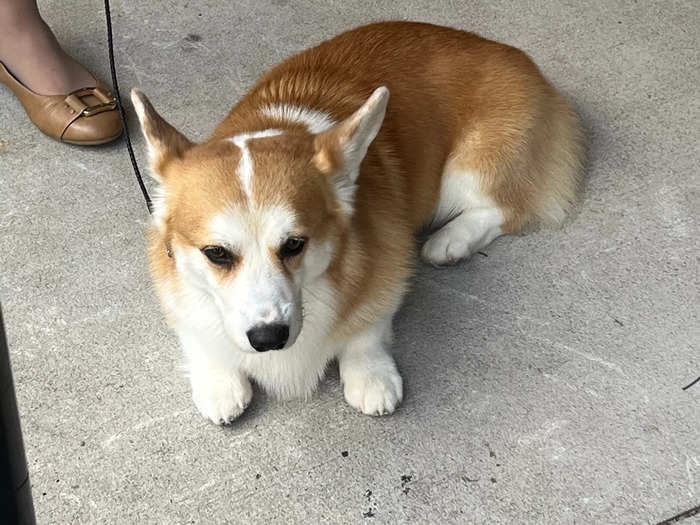 As I walked towards the grooming area, I caught sight of this corgi plopped on the ground.
