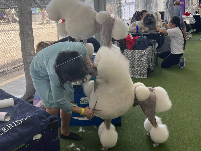 In the tent, I also saw poodles being trimmed in the classic competition style, with balls of fur on each paw.