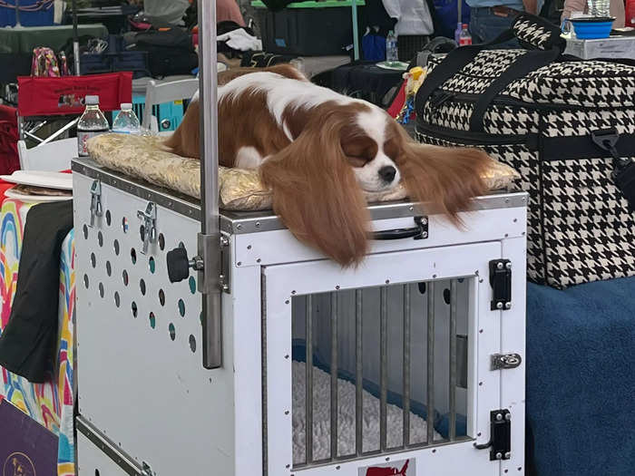 I made my way to the grooming tent. It was hot outside, so many of the dogs were napping and getting fanned. This cavalier King Charles spaniel had the right idea.