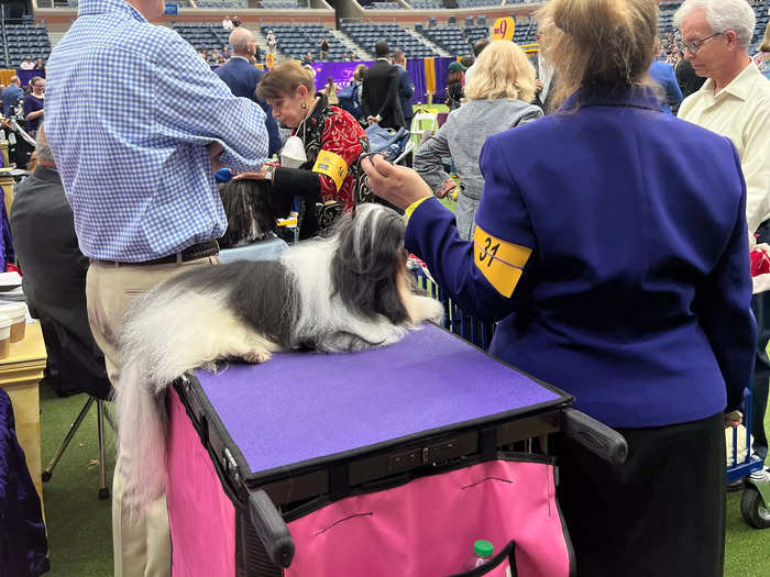 At the edge of the performance area, I saw where the dogs were waiting for their turn. This Japanese chin was cool as a cucumber perched on top of its kennel.