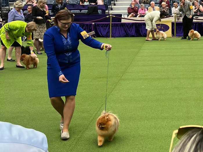 Of course, I watched the competitions too. In this case, I saw the Pomeranians lined up with their coats fluffed to perfection.