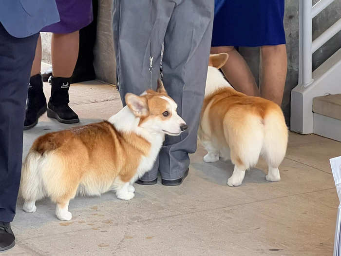 As I made my way around, I came across a few corgis waiting for their turn in the ring.