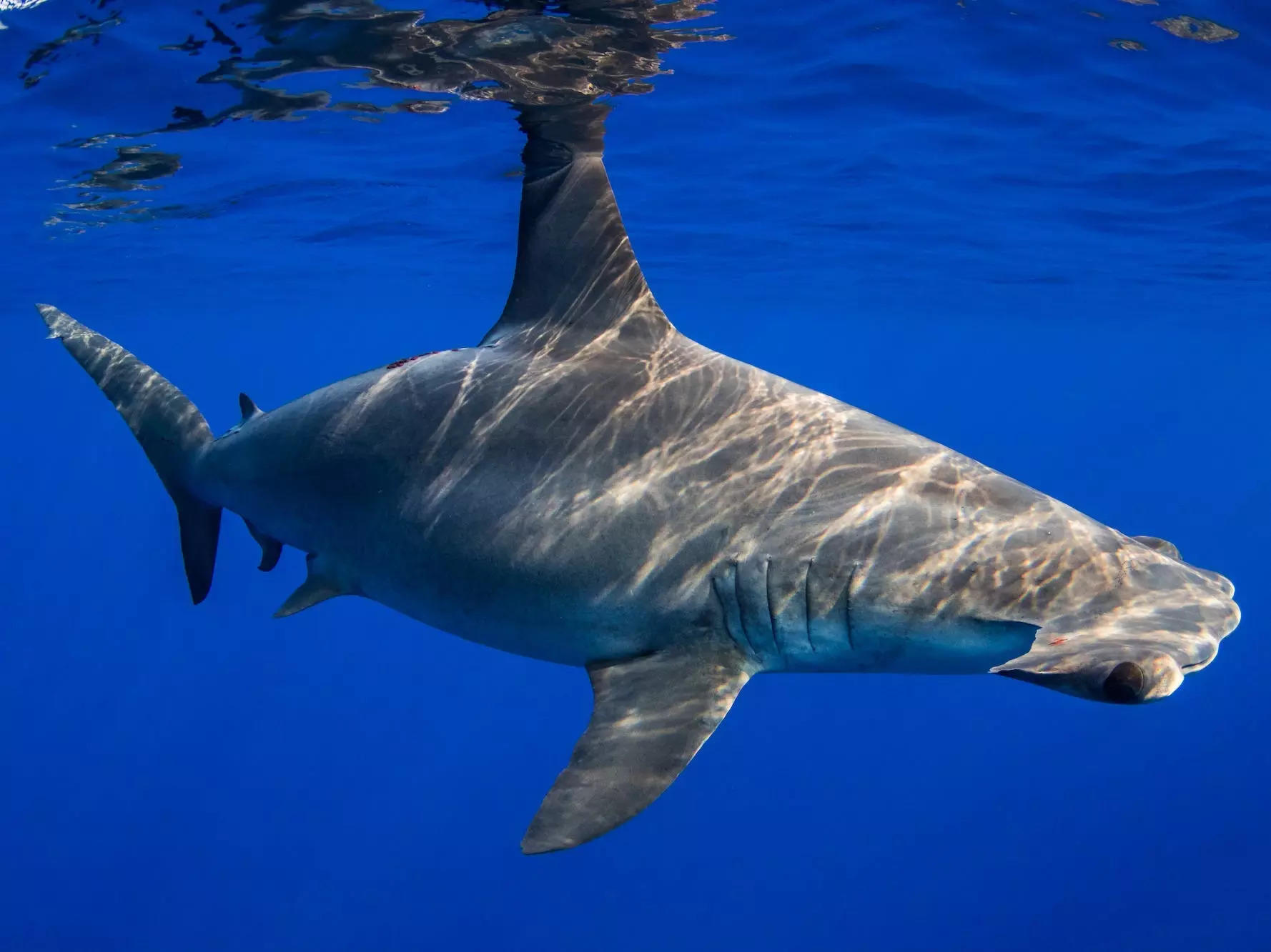 A hammerhead shark.