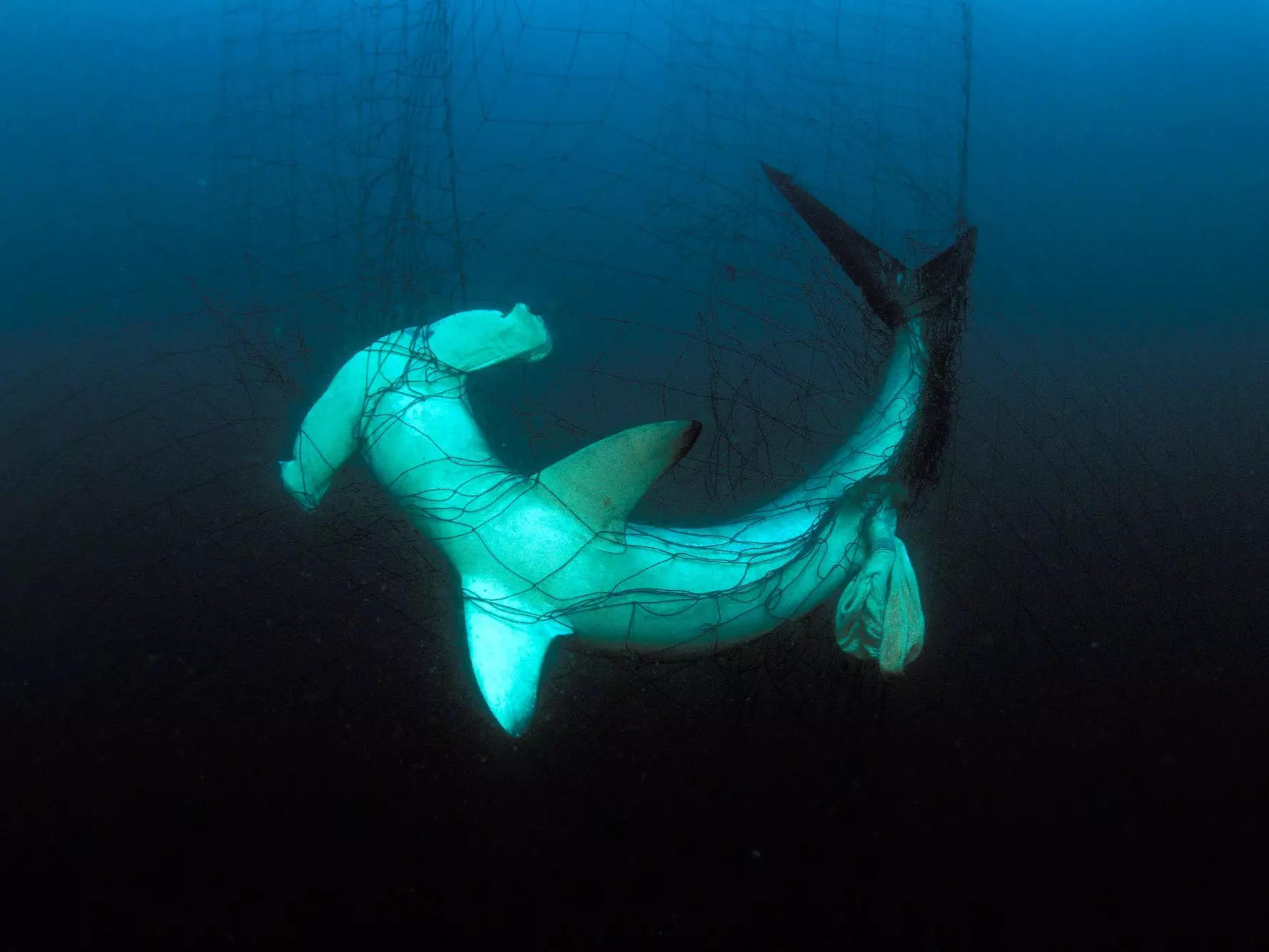 A hammerhead shark caught in a net