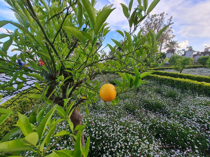 The garden has around 40 different types of citrus, according to a hotel spokesperson.