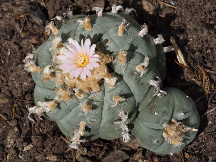 The US allows Native Americans in the military to use peyote