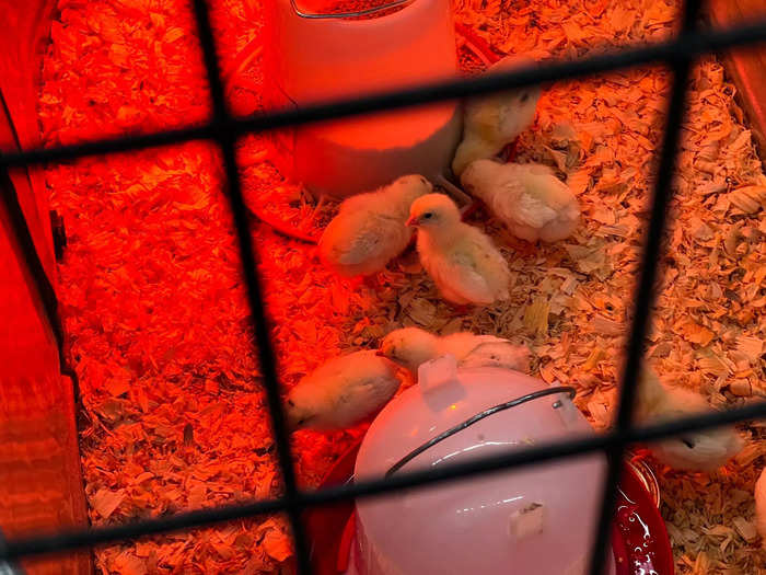 There are also live chicks for sale for poultry enthusiasts. A chicken is decidedly less expensive to own than a cow.