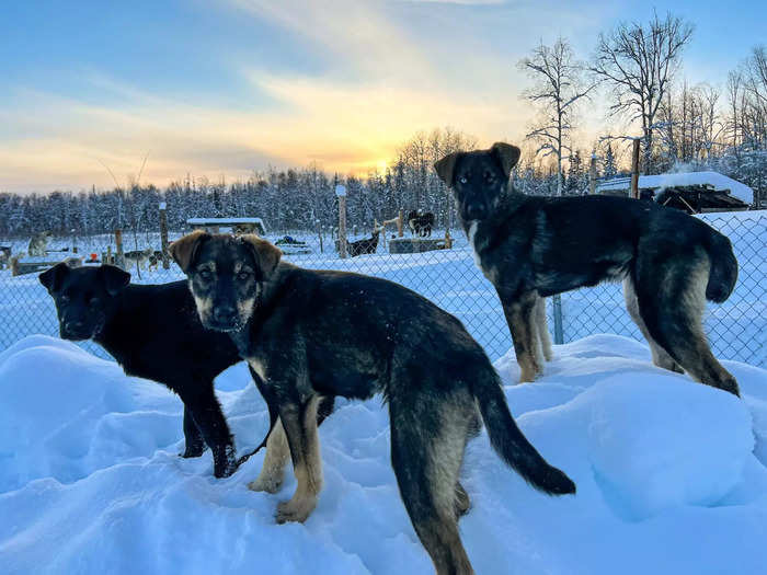 When training a pack of sled dogs for long-distance races, Rohn said it