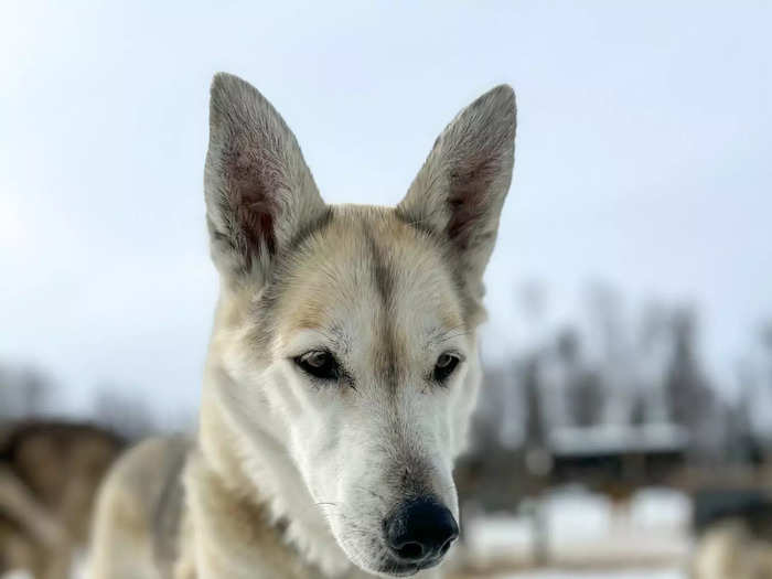 Training a good sled dog, according to Rohn, relies on the dog mastering four simple commands: stop and go, and right and left — or "Gee" and "Haw," respectively. The terms date back to the 17th century on English farms, used as commands by farmers to give directions to teams of plow horses and mules.