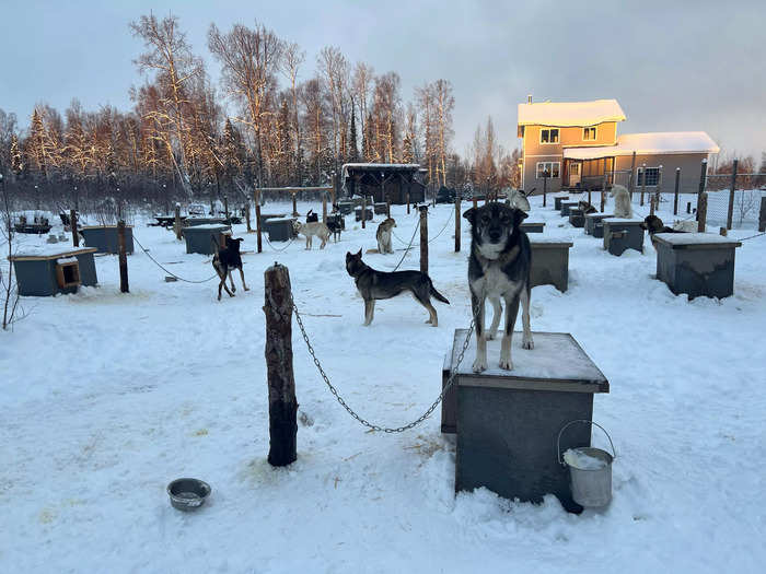 More land also means more dogs. They doubled their pack to 32 sled dogs, ranging in ages from 6 months old to 13 years old.