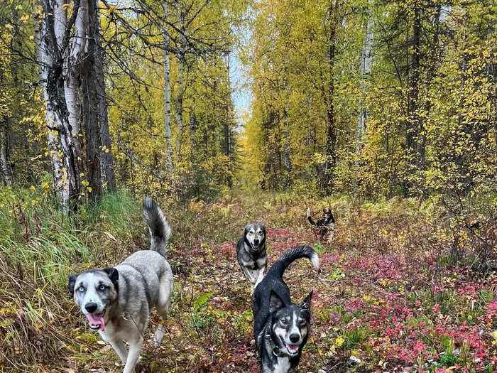 Then, Alyssa and Rohn decided to carve out a business for themselves. That year they formed Sierra Huskies Tours in Northern California, the genesis of what would eventually become Susitna Sled Dog Adventures in Alaska.