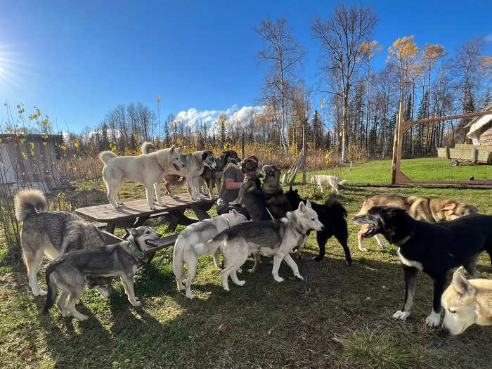 By 2016, when Alyssa and Rohn met, Alyssa was handling 15 sled dogs and taking them out on 60-mile races every couple years.