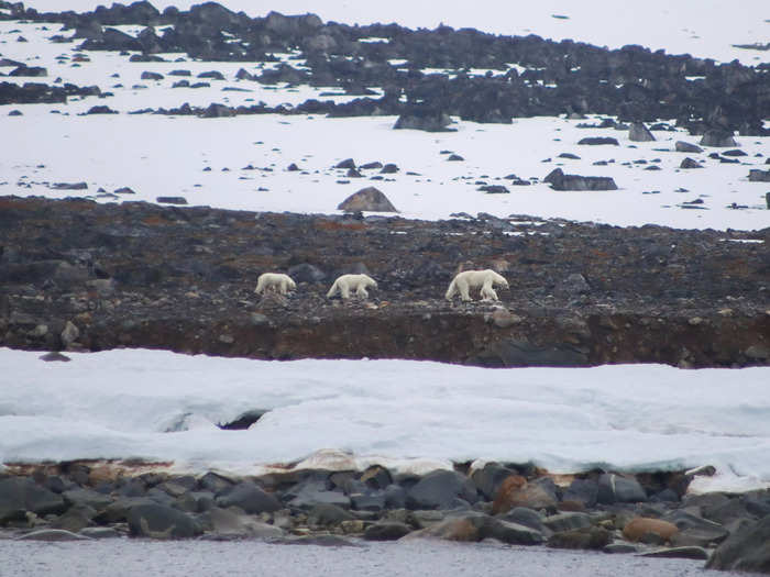 We always need to watch out for polar bears and are often encouraged to carry rifles.