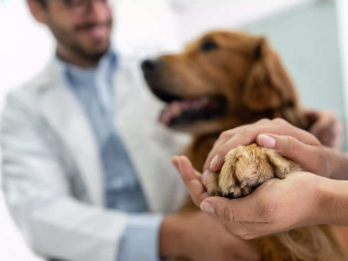 7. Visiting the vet more than once a year is a paramount part of senior dog health.