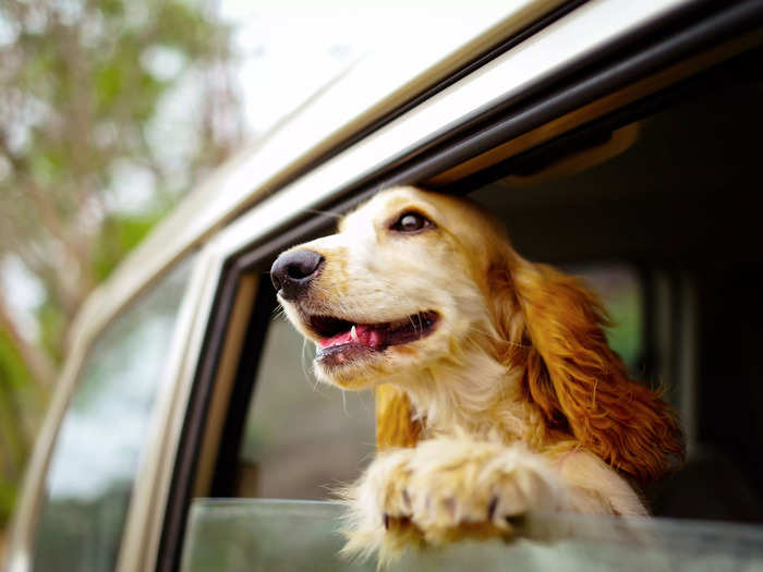 4. Traveling with a senior dog can be precarious, but there are things you can do to make your senior pet more comfortable in the car.