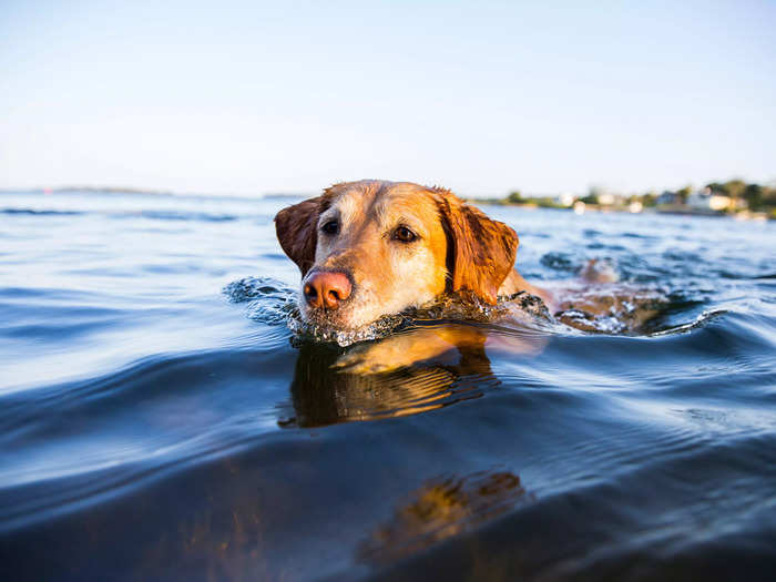 1. Exercise and play are essential for dogs of all ages.