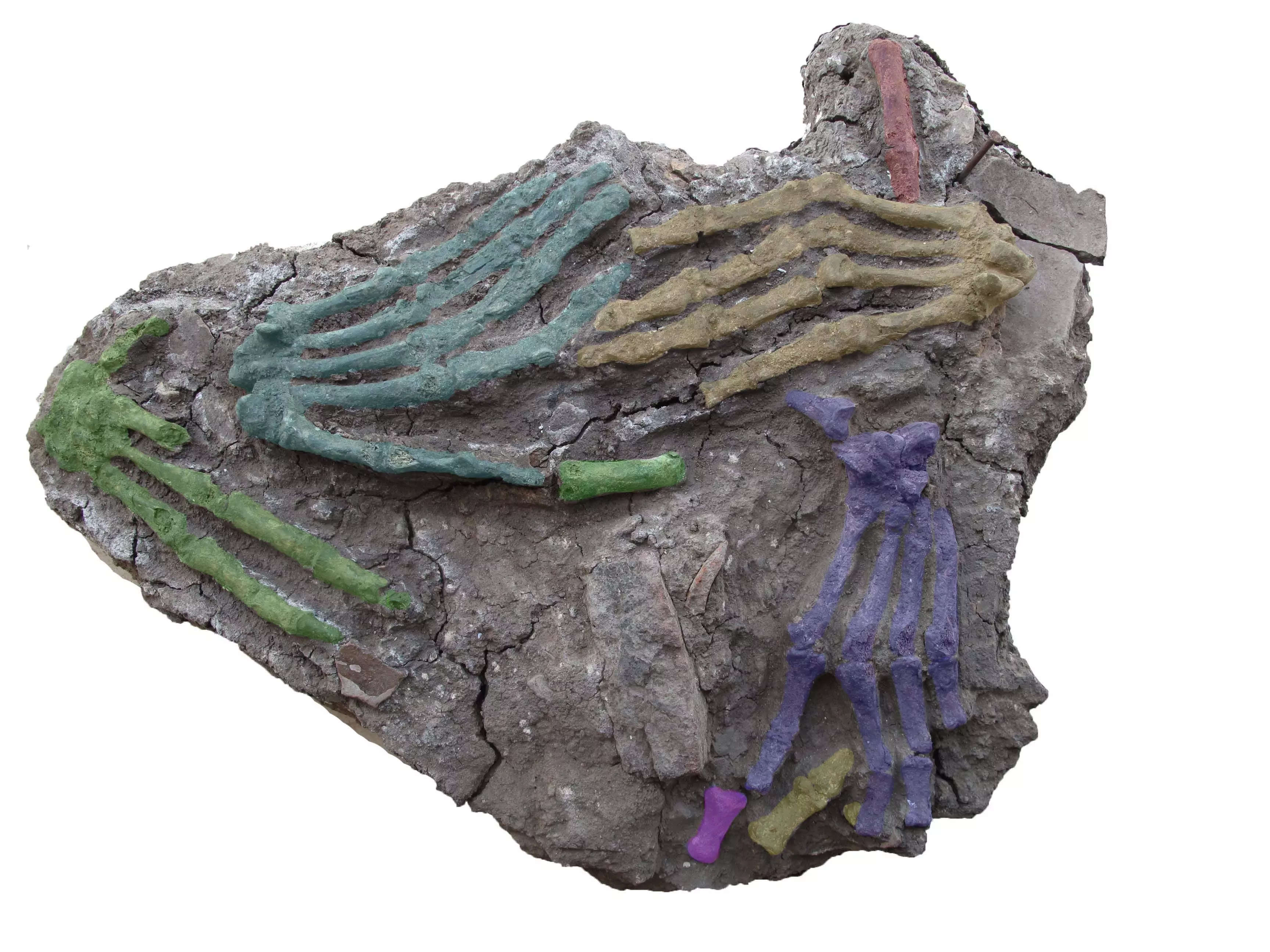 A colorised pictured shows the position of each of the hands in the soil.