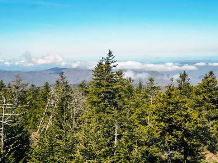 My last stop in the Great Smoky Mountains was Clingmans Dome, the highest point in the park.