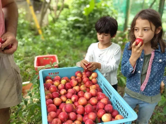 The Nagy kids — who are two, eight and ten years old — go to the Steiner Waldorf school in Fujino. Kaori handles marketing and sales for the farm, which still sells eggs, and the guesthouse.