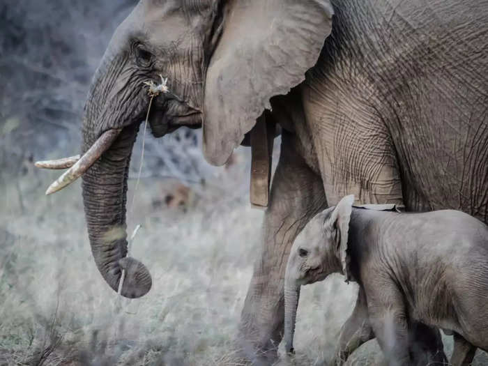 ​Dubare Elephant Camp