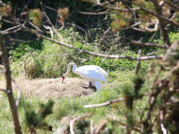 You can also go fishing, or visit the resident swans.