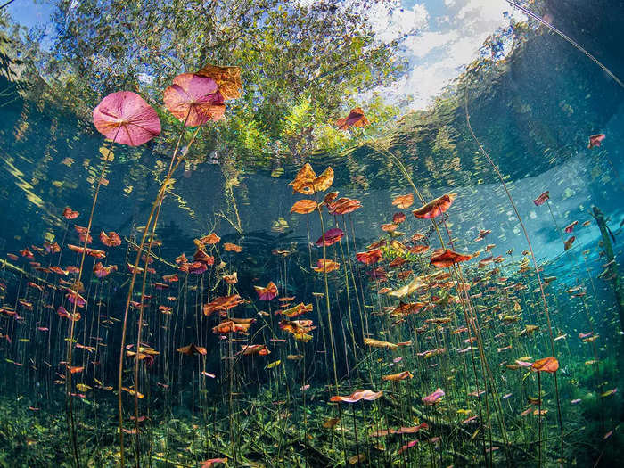 "Underwater Garden" by Talia Greis