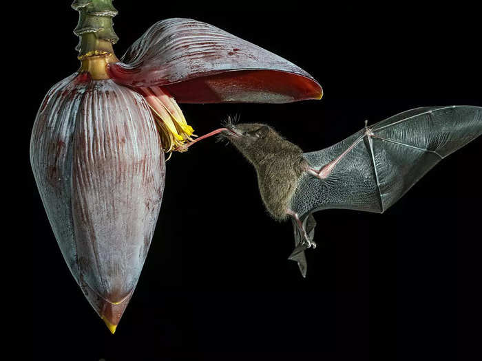 "Pipistrello del nettare n1" by Gianni Maitan