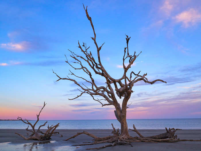 Weathered trees can be found along Georgia