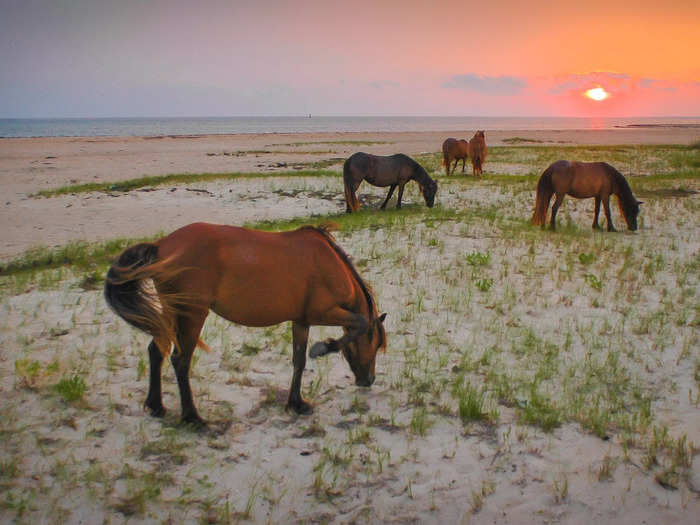 Not only does Shackleford Banks have some of the clearest water in North Carolina, but majestic wild horses freely graze on the beach