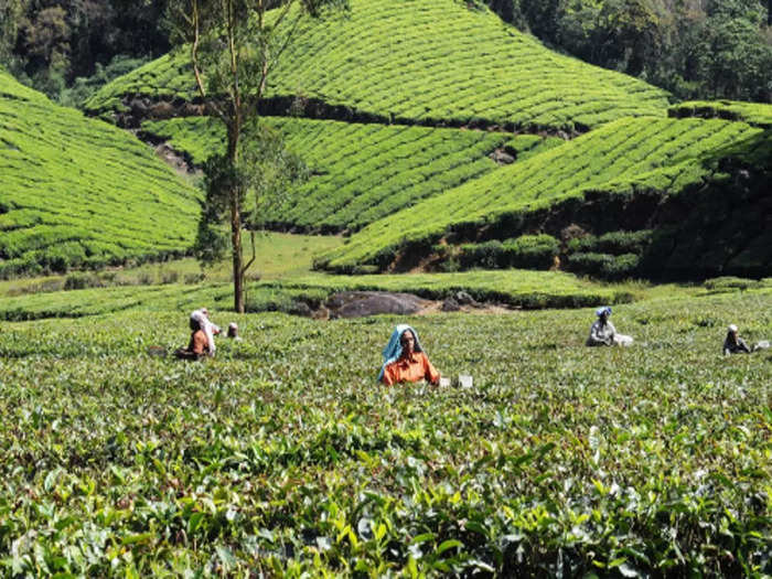 Happy Valley Tea Estate