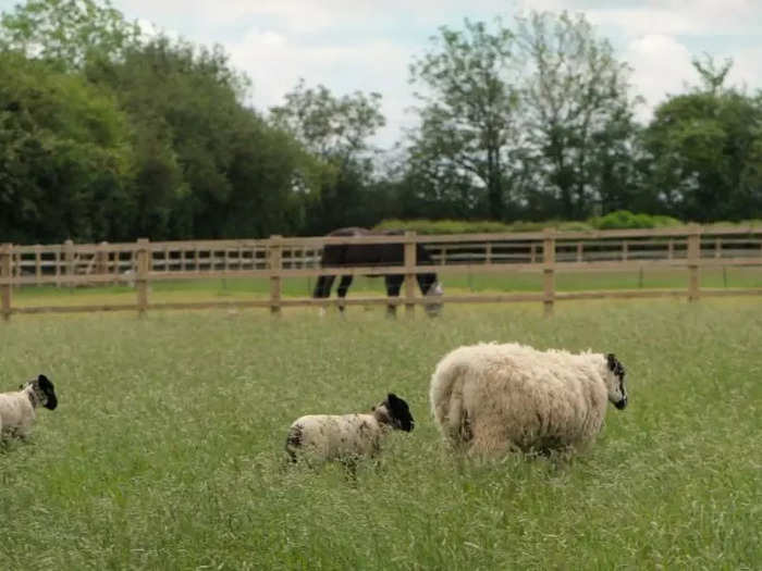 The family has a lot of animals.