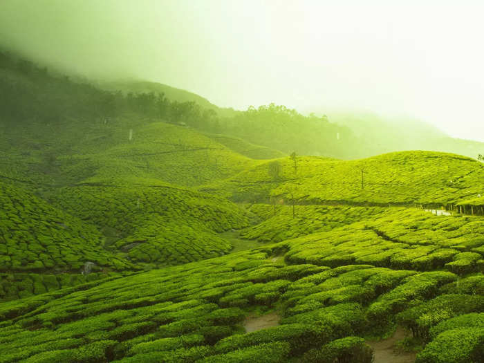 Tea gardens and Plantation