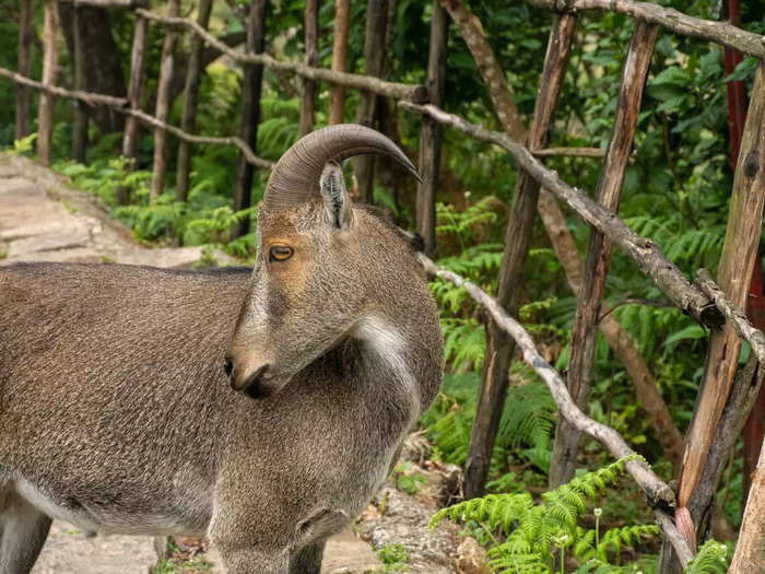 Eravikulam National Park