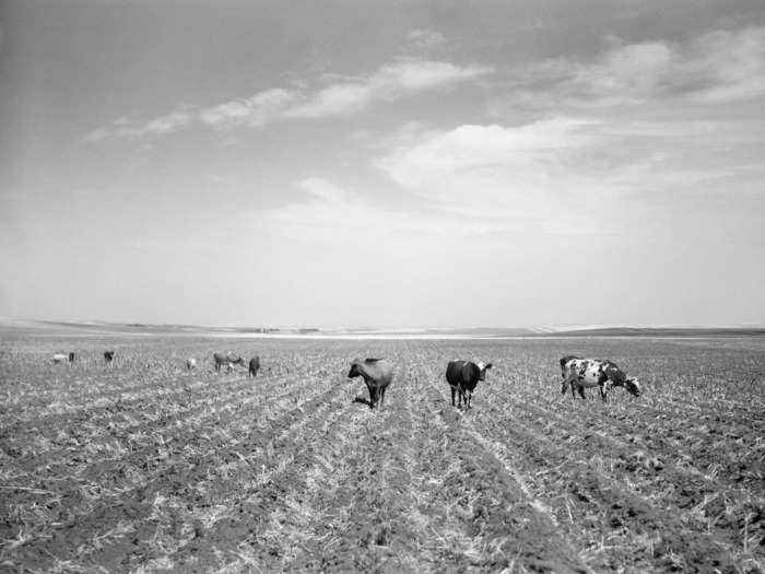 Everything came to a head in the early 1930s when the Great Depression hit alongside a severe drought. Suddenly the demand for wheat had disappeared and the overworked land was ruined.