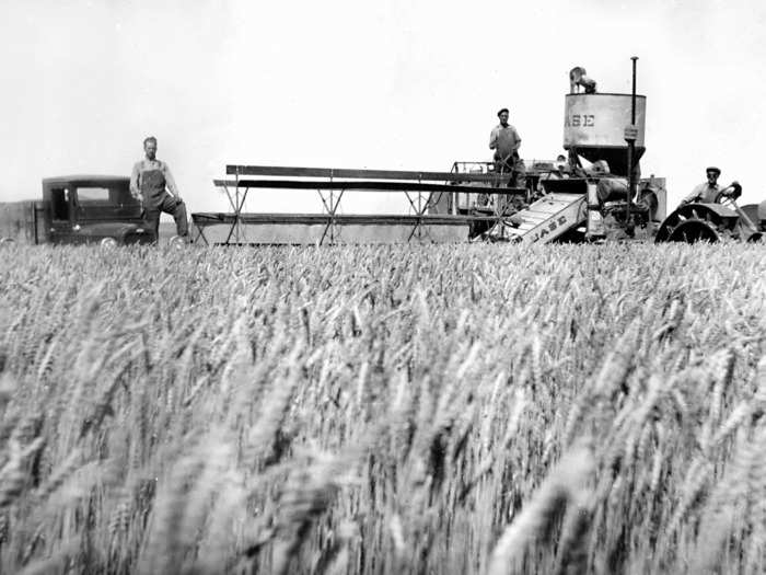 It all began with wheat. In the late 19th and early 20th century, thousands of farmers moved to the Great Plains, a stretch of arid land once covered in native grasses that stretched across much of middle America from Texas to Montana.