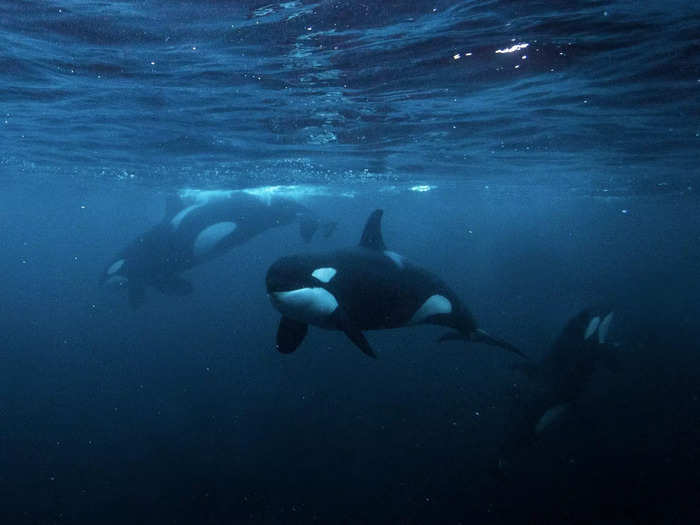 orca attacks yacht in scotland