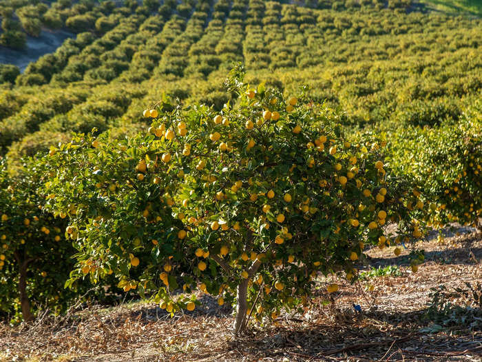 Rustic Valley Farm also comes with fruit groves, a farm, and a vegetable garden.