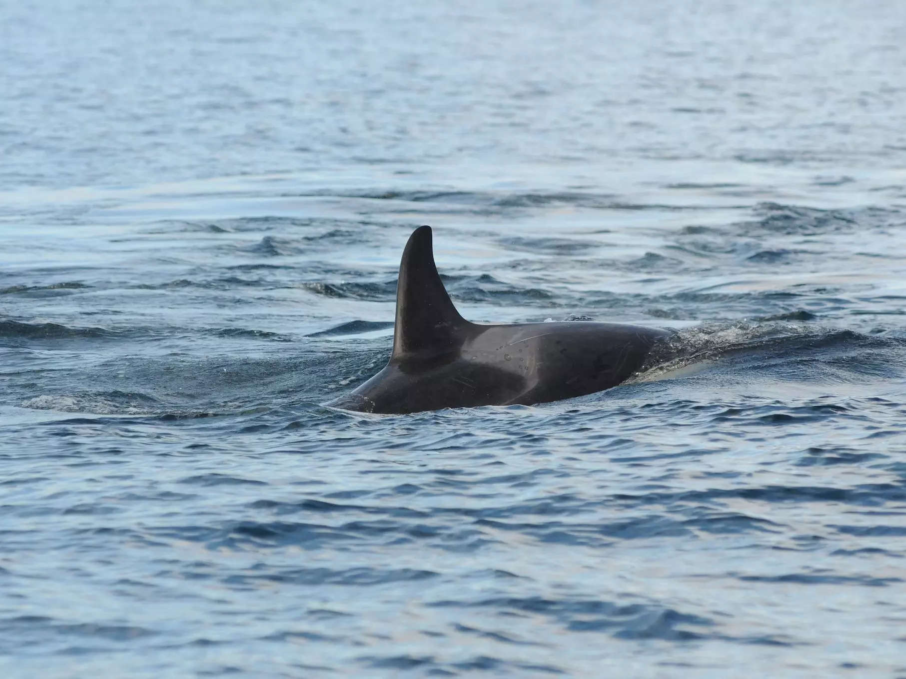 Southern Resident killer whale showing gray targets in saddle patch on October 18, 2014.