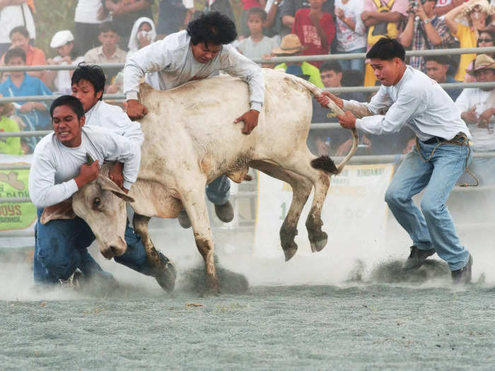 For carambola, a team of two or four people try to restrain a cow inside of the ring using only their hands.