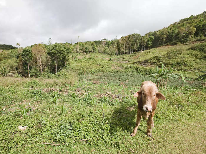 The arrival of cattle and the fledgling cattle industry turned the landscape of Masbate from forests to sprawling grasslands.