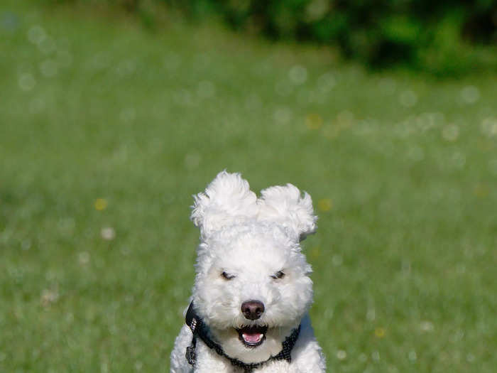 "Flying Poodle" by John Young