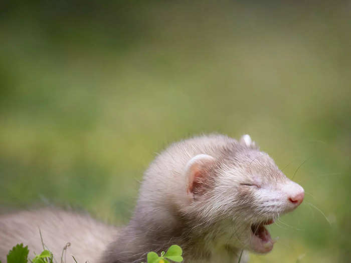 "The First Outdoor Walk" by Darya Zelentsova