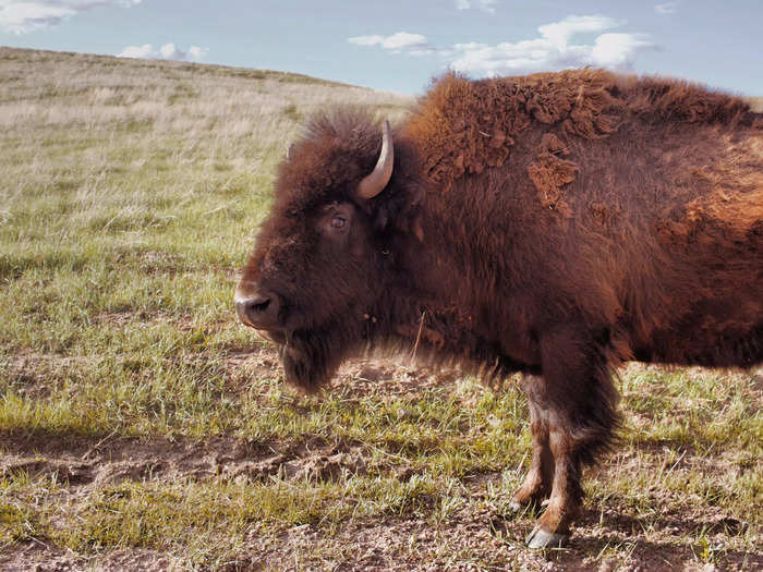 People get excited to see wildlife and wander far too close to the animals.