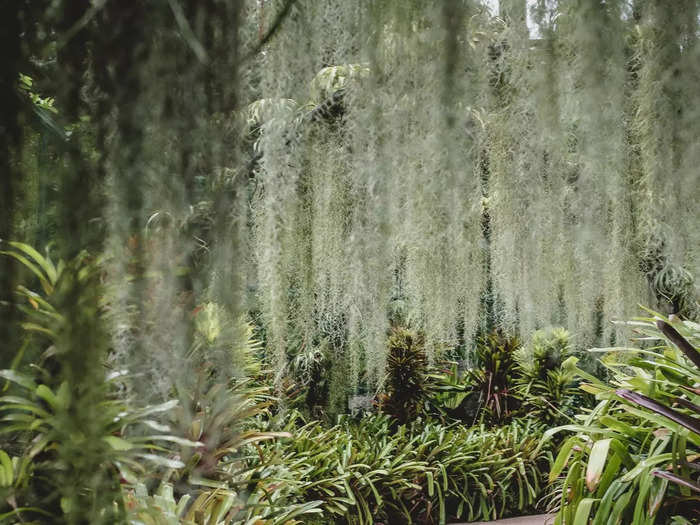 Singapore Botanic Gardens