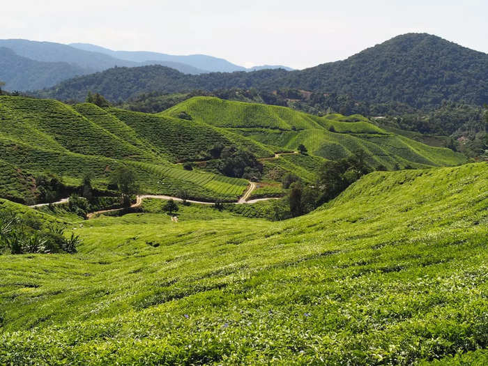 Cameron Highlands